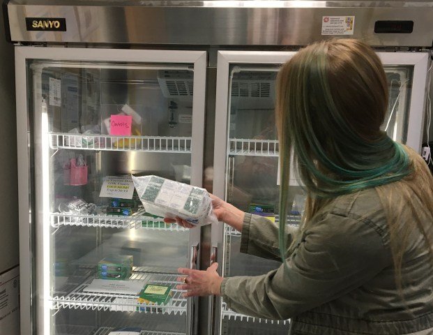 Butte County Public Health Department staff place Gamastan, which protects people exposed to measles, into cold storage on Tuesday, April 9, 2019. The health department will be working to administer the medication to those that have been exposed to the disease and have not been immunized, prioritizing very young children. (Butte County Public Health Department courtesy photo)